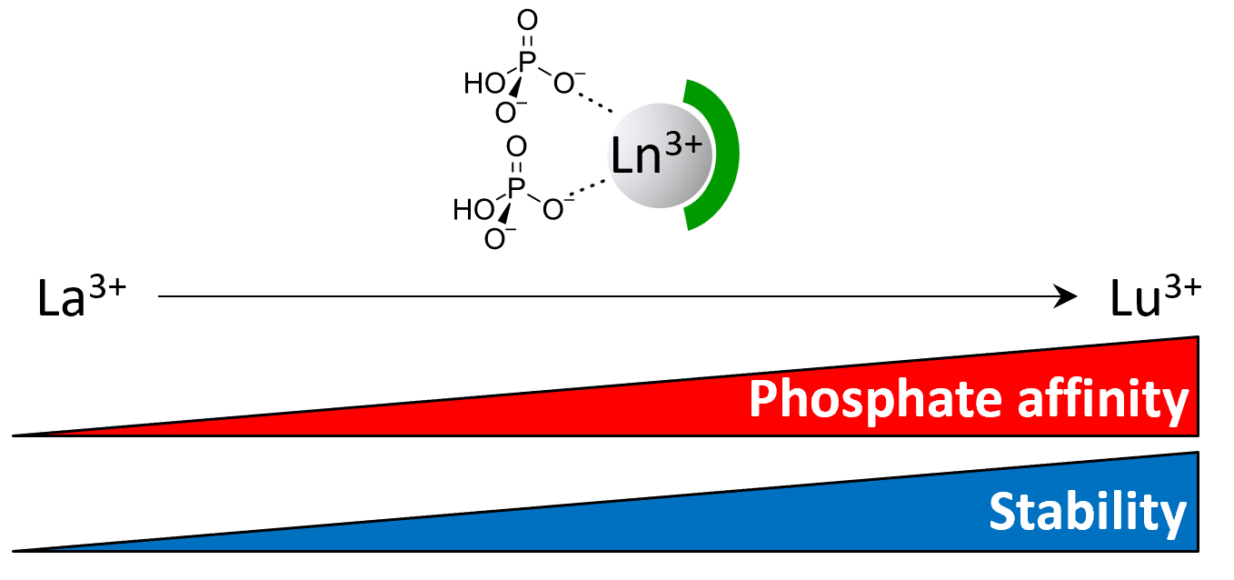 TOC for A Walk Across the Lanthanide Series: Trend in Affinity for Phosphate and Stability of Lanthanide Receptors from La(III) to Lu(III)
